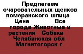 Предлагаем очаровательных щенков померанского шпица › Цена ­ 15 000 - Все города Животные и растения » Собаки   . Челябинская обл.,Магнитогорск г.